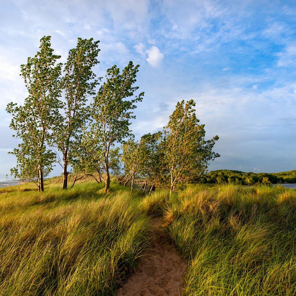 A path winding through dune grass