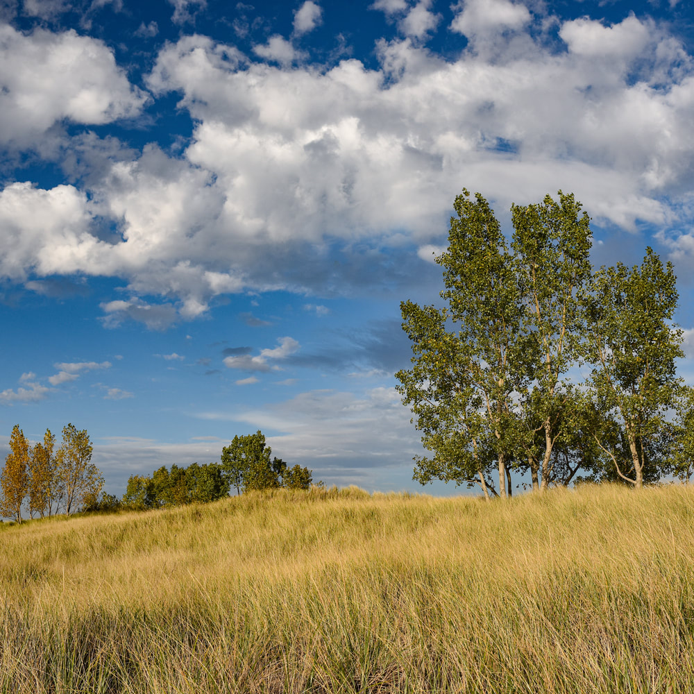 Dune grass and big sky at the Saugatuck Harbor Natural Area