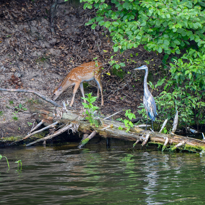 A deer and a heron at the water's edge