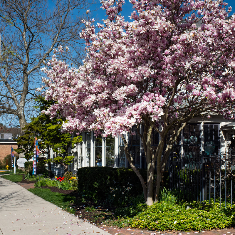 Spring blossoms on a downtown Saugatuck street