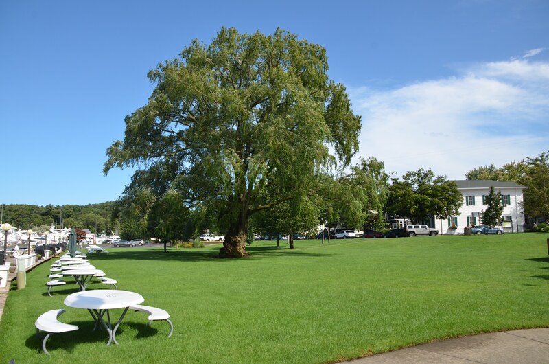 A large shade tree and picnic tables at Cook Park overlooking the river