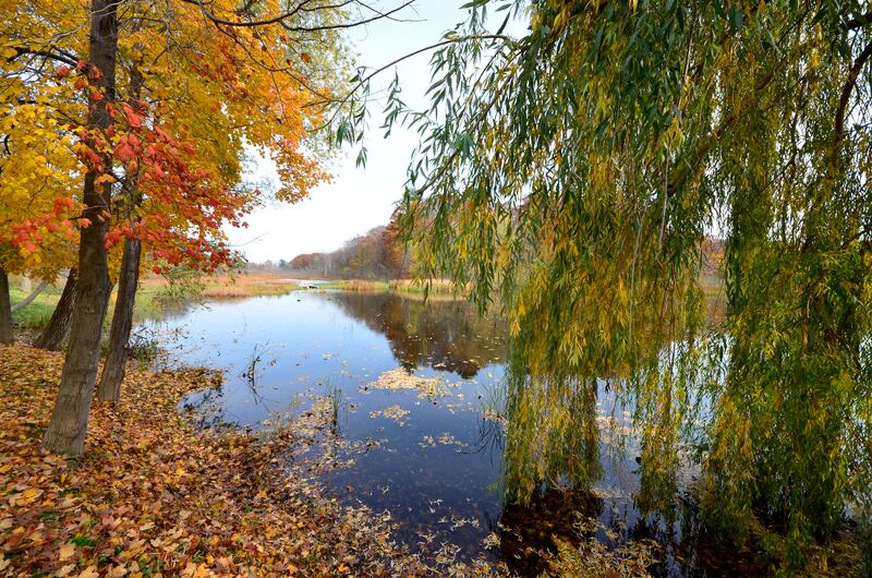 Willows and fall color over the pond at Mildred A. Peterson Nature Preserve