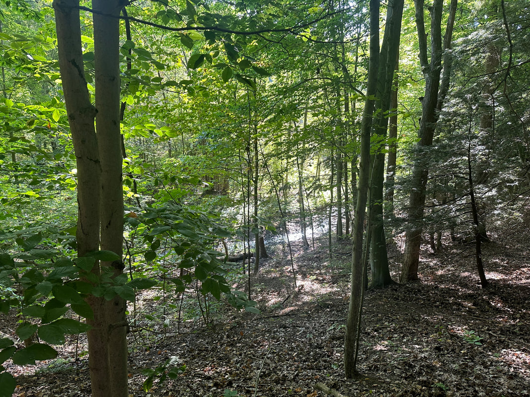 Mature forest at Saugatuck Wilds Nature Preserve