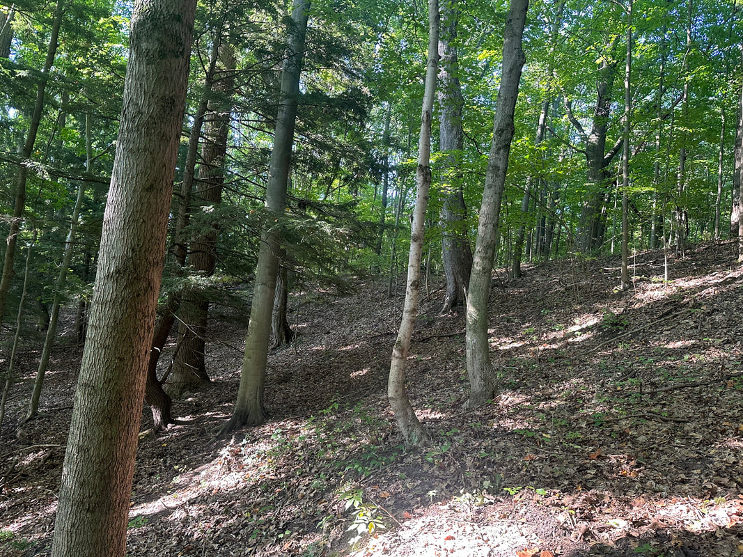 A wooded slope in the Saugatuck Wilds